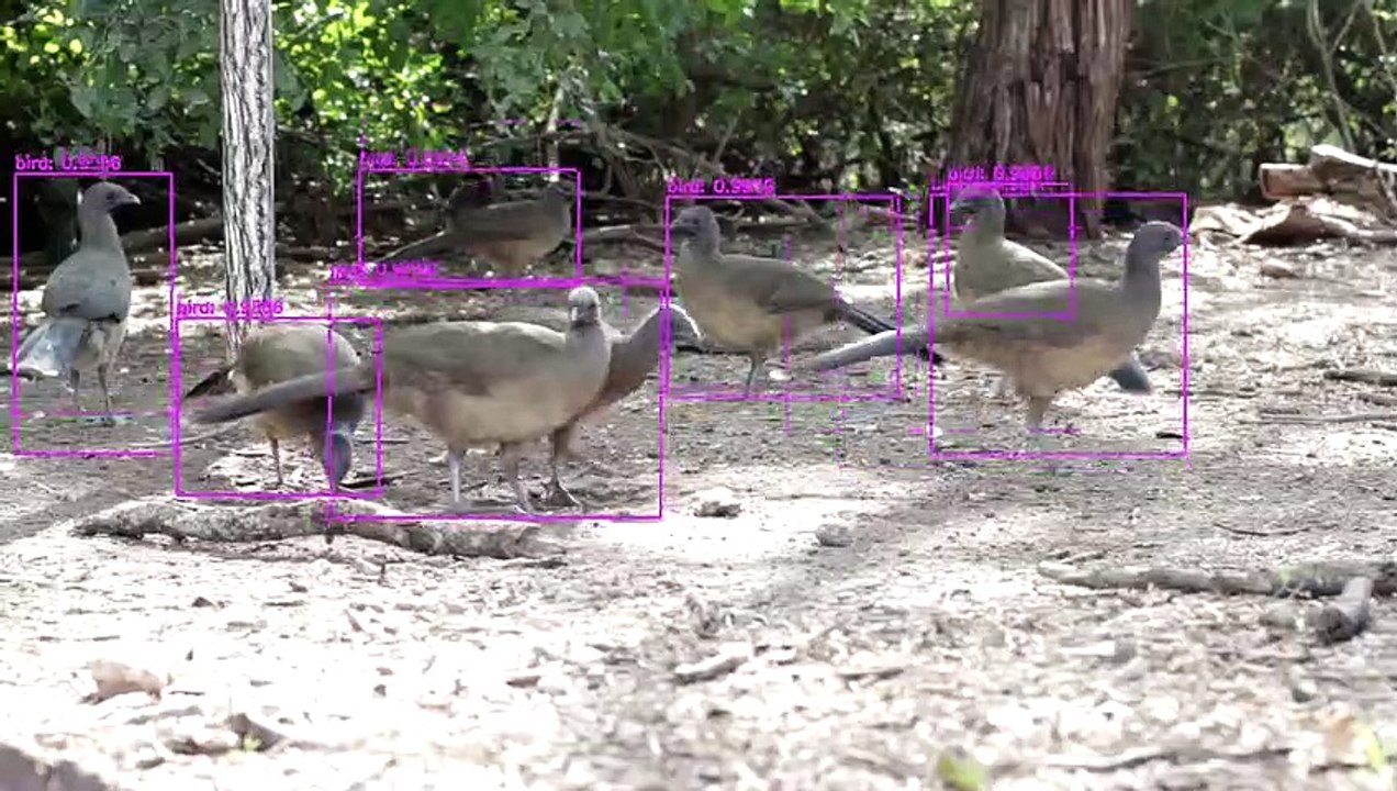 Birds Tracking