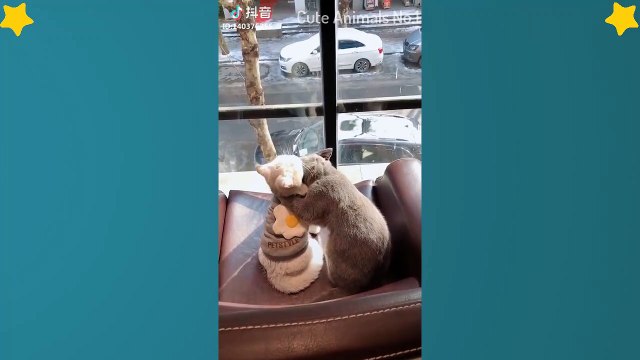 Cute Cats Videos Compilation Cute Moment Of The Cats – Cutest – Funniest Animals! #8