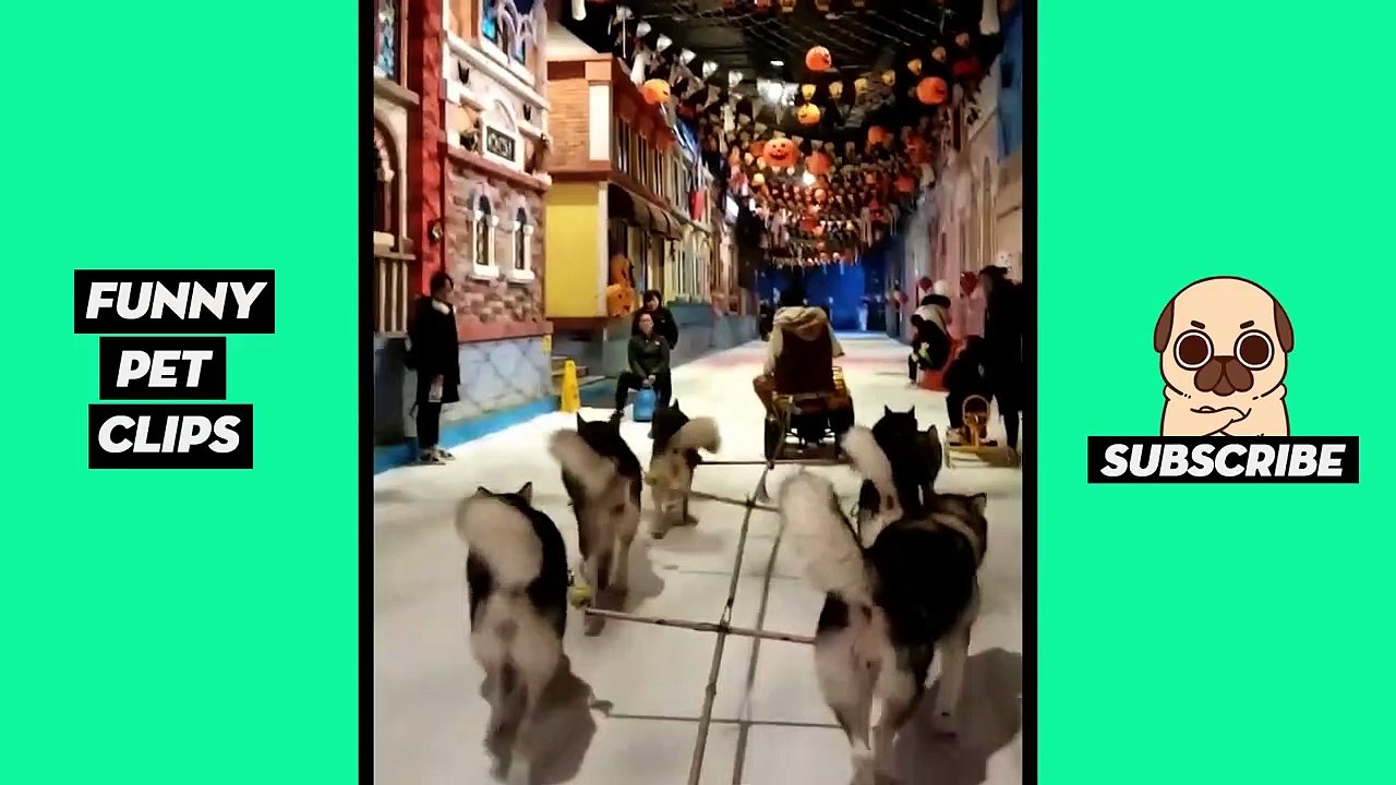 Tik Tok Pets: Funny Cute Animals #34