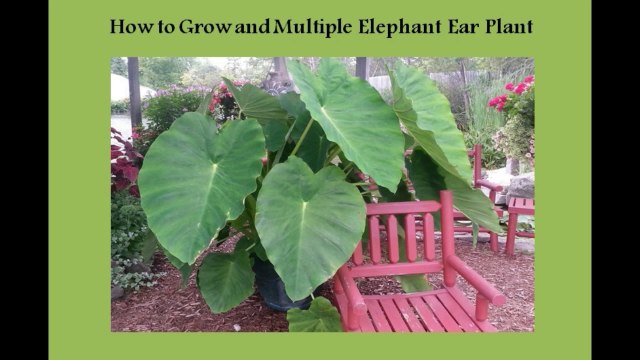 How to Grow & Multiple Elephant Ear Plant | Elephant Ear Plant ko Multiple karnay ka asaan tarika, very easy mehod