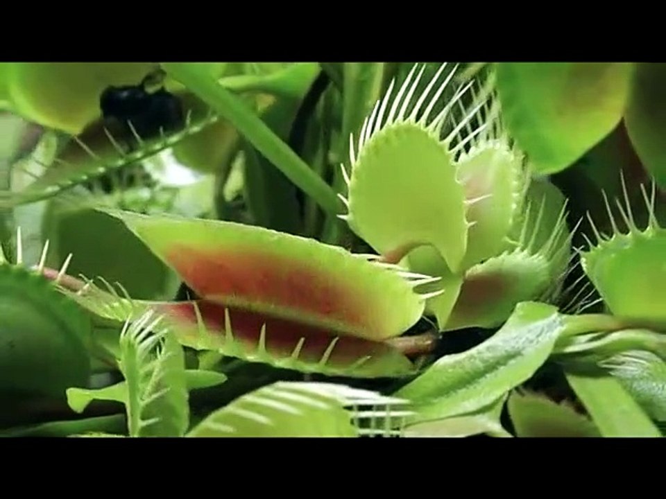 movimientos ecologistas