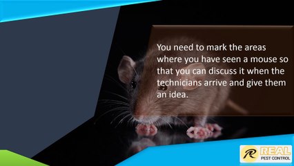 Important Prep Steps For Rodent Control Services