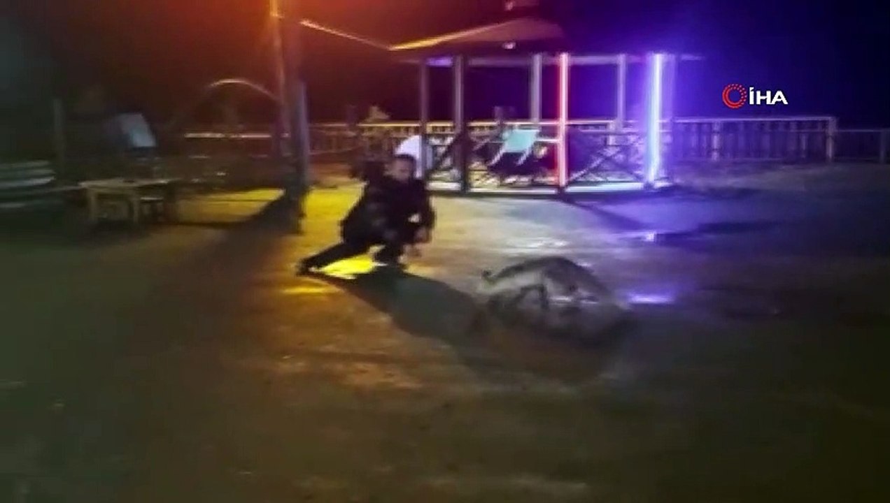 Bu tilki bu restoranın müdavimlerinden