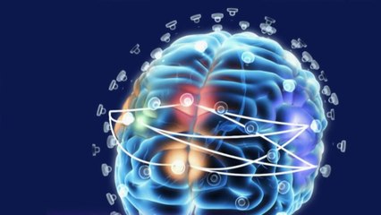 Sciences - Cartographie des cerveaux