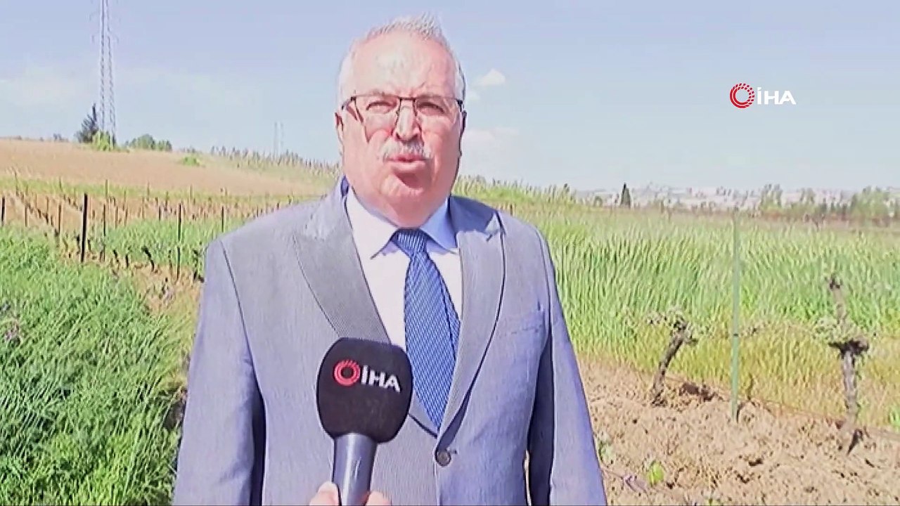 Bağda 4 farklı örtü bitkisi uygulaması
