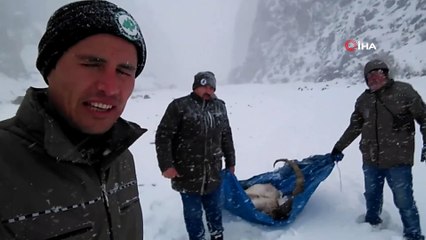 Hasta yaban keçisini av koruma memurları kurtardı