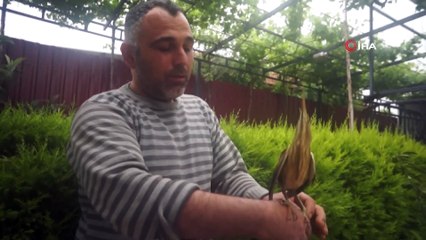 Nesli tükenmekte olan Balaban Kuşu yaralı olarak bulundu