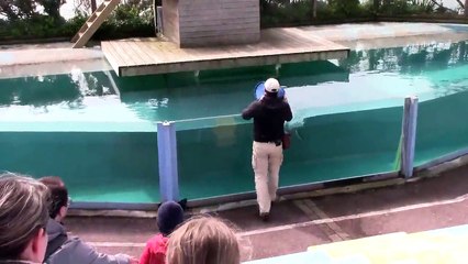 Audierne-Aquashow Cormorans (10)