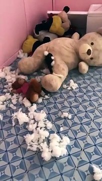 Ce nounours a eu droit à une nuit pleine d'excitation