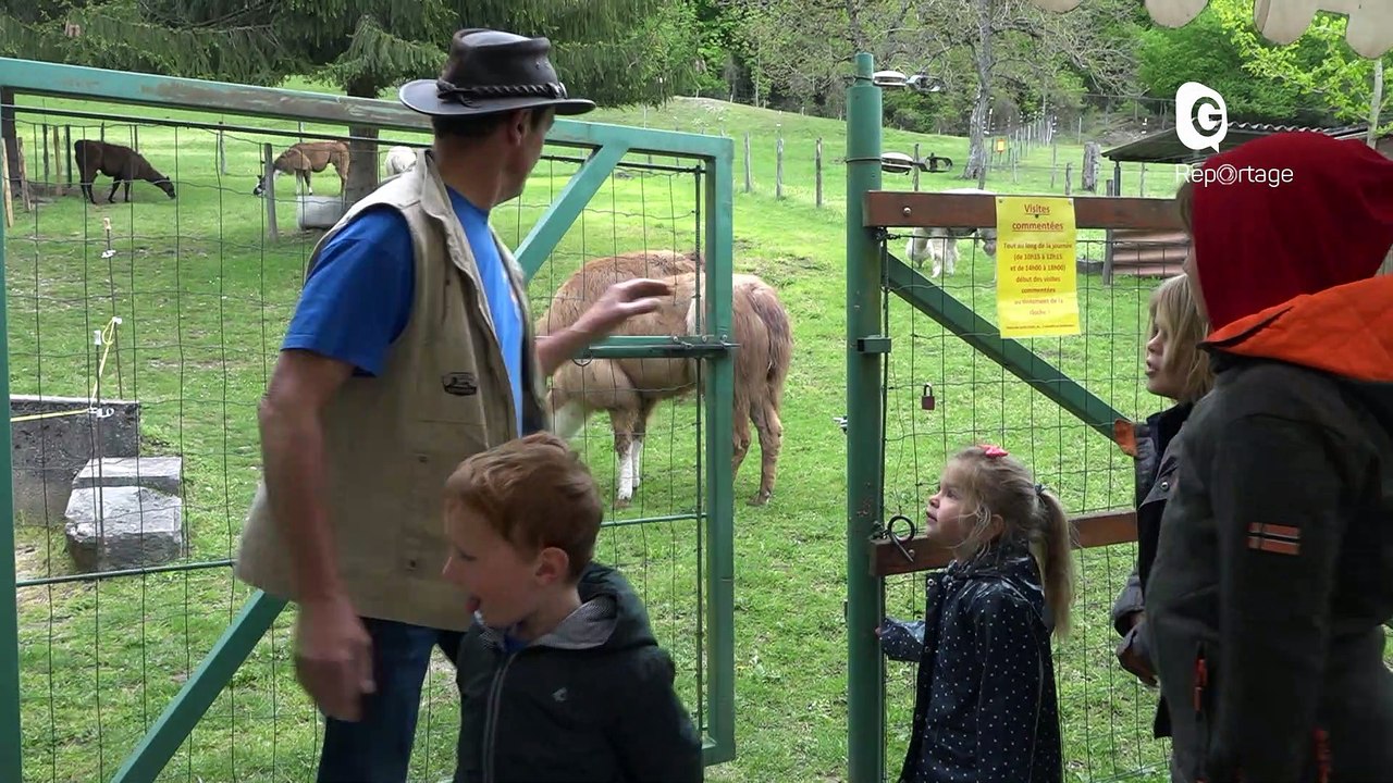 Reportage - Une ferme à lamas dans le Voironnais, Ballalama