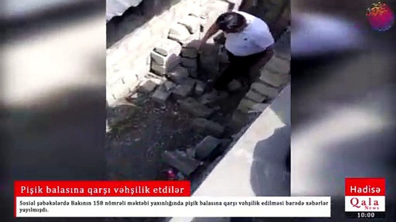 Pişik balasına qarşı vəhşilik etdilər