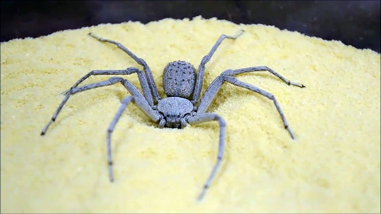 La technique de camouflage de cette araignée des sables est impressionnante
