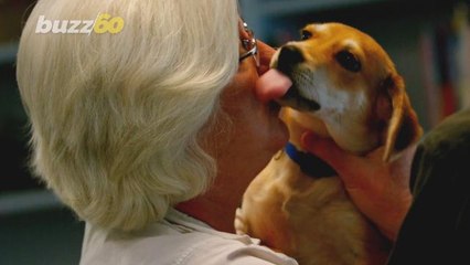 Is Kissing Your Pet Bad For Your Health? Here's What the Experts Say