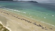 145 pilot whales stranded on remote New Zealand beach die