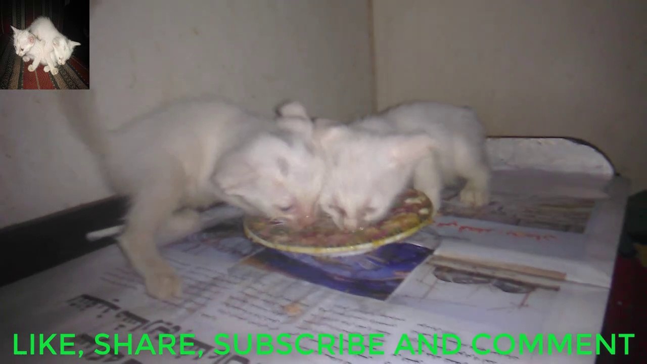 cat food