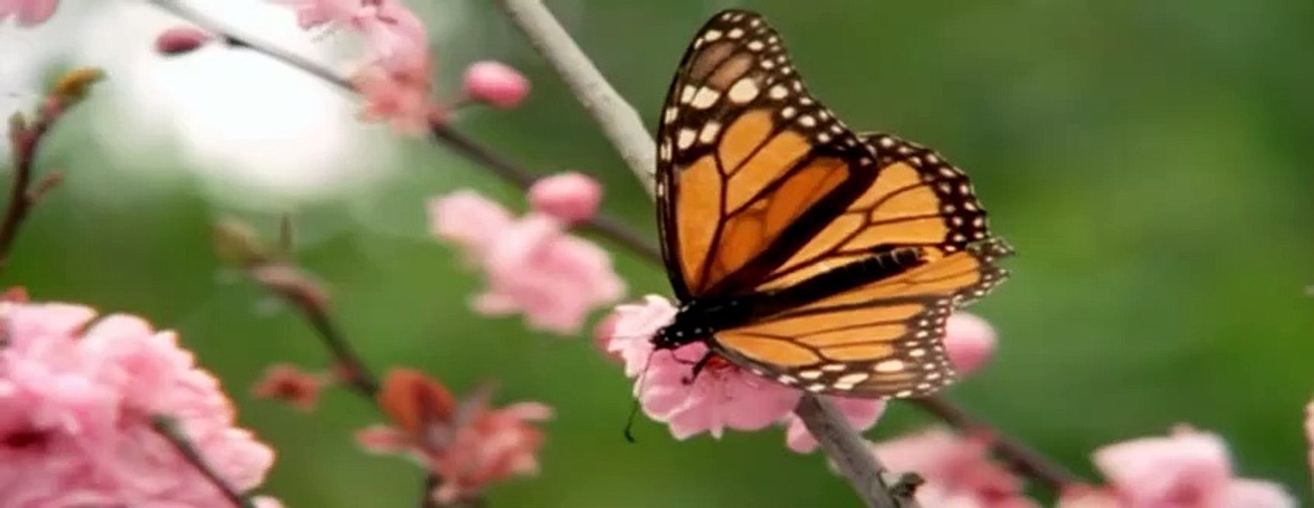 Best Animal Friends|Animals Documentary For Kids|Educational Videos #02