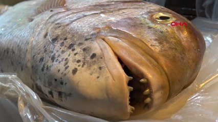 Antalya Akdeniz'i İşgal Eden Balık Türü 63'e Çıktı