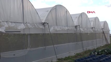 Denizli Çameli'de Domates Üretimi Arttı, Göç Önlendi