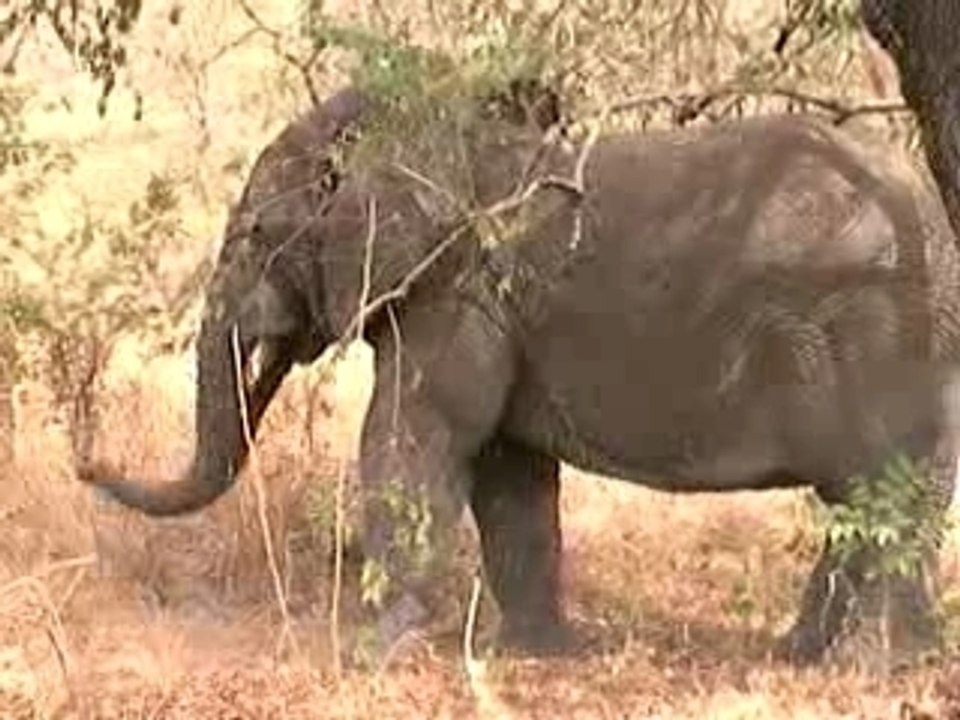 Daktari Daktari