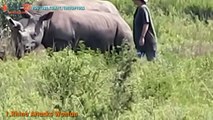 RHINO VS LION & RHINO VS MAN - Rhino Attacks Lion, Rhino Attacks Man