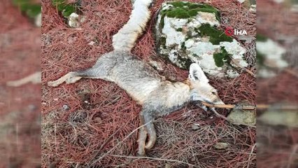 Ormanlık Alanda 2 Av Köpeği, 2 Çakal ve Bir Tilki Telef Olmuş Şekildi Bulundu