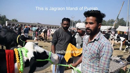 Holstein friesian cow Jagraon Pashu  Mandi Nov 2018  video 02