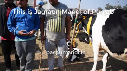 Holstein friesian Cows at  Jagraon Mandi Punjab