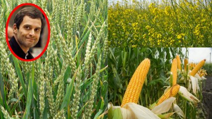 Rahul Gandhi Farmers की बात तो करते हैं लेकिन क्या सच में फसलों को पहचानते हैं | वनइंडिया हिन्दी