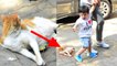 Taimur Ali Khan's CUTE reaction on CAT while spotted with Kareena Kapoor Khan; must watch|FilmiBeat