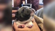 Un bouledogue français pousse des petits grognements !