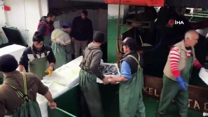Karadeniz'den Hamsi Fışkırıyor, Kasası 100 TL’den Satılıyor