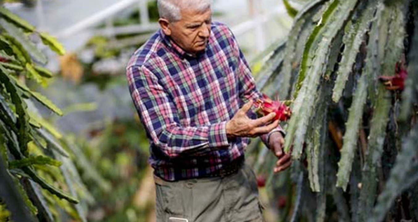 Deneme Amaçlı Ekildi, Geçim Kaynağı Oldu! Türkiye'nin İlk Tropikal Meyvesi Tescillendi