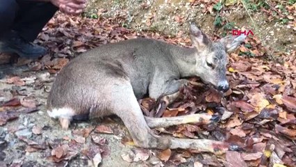 Bartın Avcılar Tarafından Vurulan Karaca Tedavi Edildi