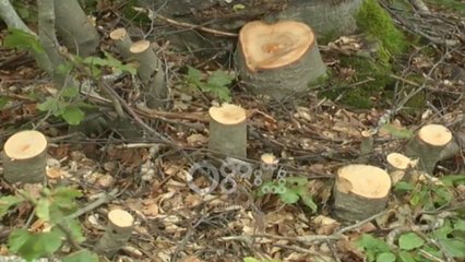 Ora News - Ligji nuk e ndal sëpatën e paligjshmërisë në Lezhë