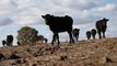 In the grip of drought: Should Australia's farmers be subsidised? | Talk To Al Jazeera In The Field