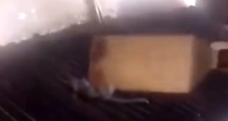 Ünlü Fast Food Zincirinde Mide Bulandıran Olay! Izgarada Fare Pişirdiler