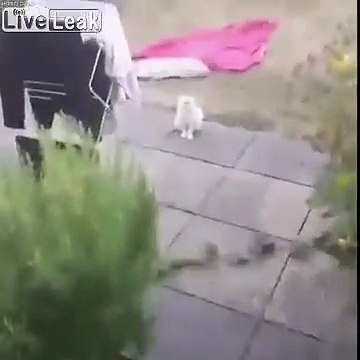 Ce chat est effrayant ! regardez ses yeux qui vous fixent !