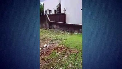 Internauta pede ajuda para socorrer cão agredido