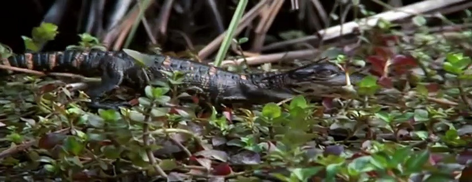 Crocodile Best Animal Friends|Animals Documentary For Kids|Educational Videos #04