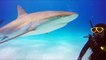 Ces plongeurs nagent avec des requins bulldog au large des Bahamas... Magnifique