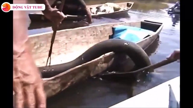 Regardez le monstre qu'ils vont sortir du fleuve amazone : anguille géante