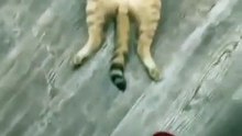 CAT RELAX - MUST SHARE !