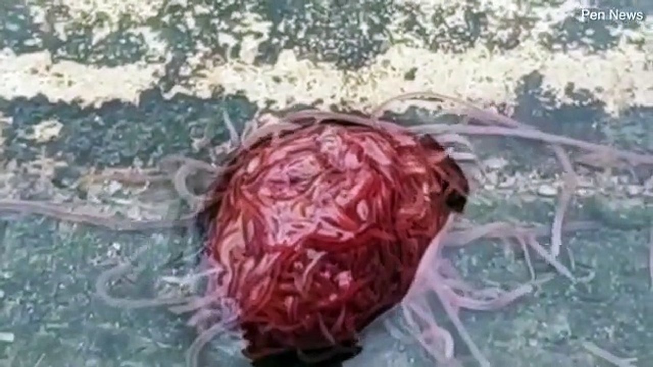 Mysterious and disgusting 'worm monster' captured on camera