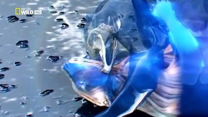 Animal Fight Club S01 E03