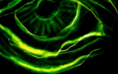 Prozac+ - Superdotato