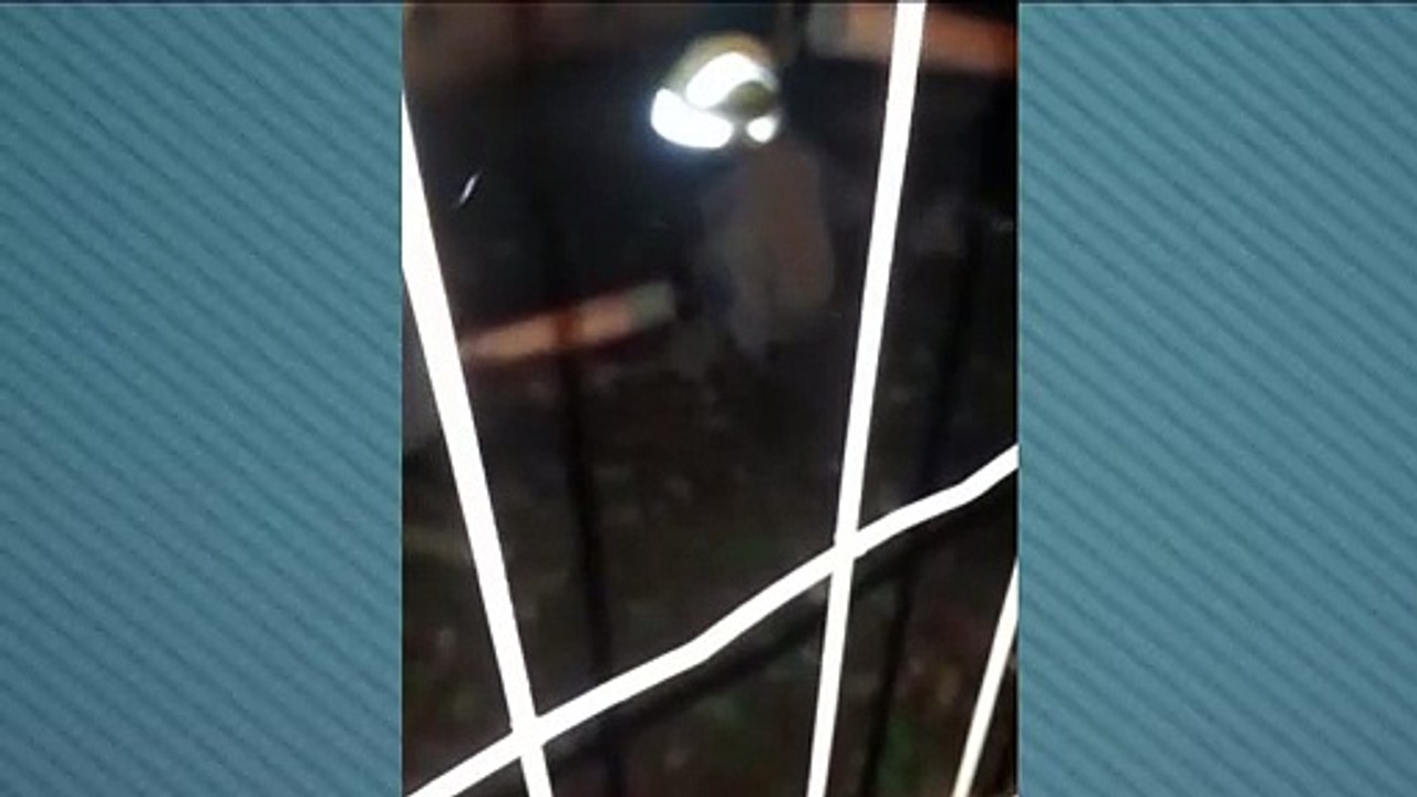 Gatinho cai em fossa e Corpo de Bombeiros é acionado
