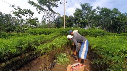 Jarak Penanaman Sengon yang baik dan benar