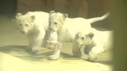 شاهد: 4 أشبال يحصلون على أسمائهم في حفل علني