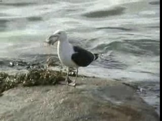 Goéland au Port de Lesconil2