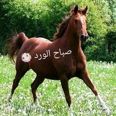 chanson orientale , أغنية شرقية